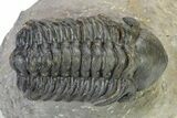Detailed Reedops Trilobite - Atchana, Morocco #319928-1